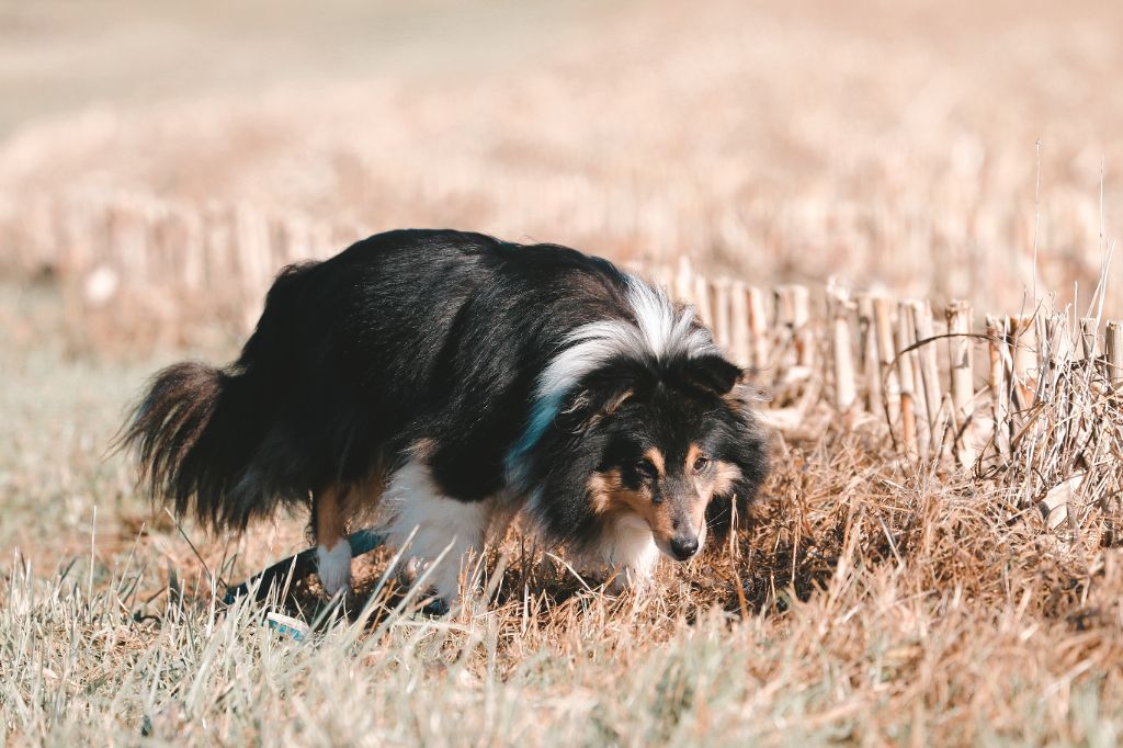 Les Shetland Sheepdog de l'affixe De La Tribu d'Hanayaawa