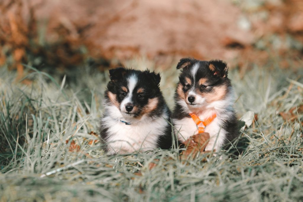 chiot Shetland Sheepdog De La Tribu d'Hanayaawa