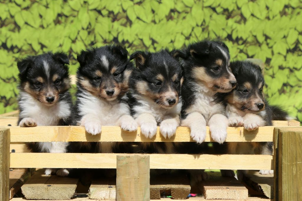 chiot Shetland Sheepdog De La Tribu d'Hanayaawa