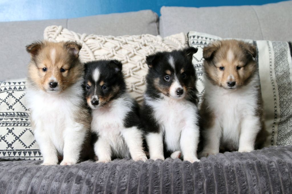 chiot Shetland Sheepdog De La Tribu d'Hanayaawa