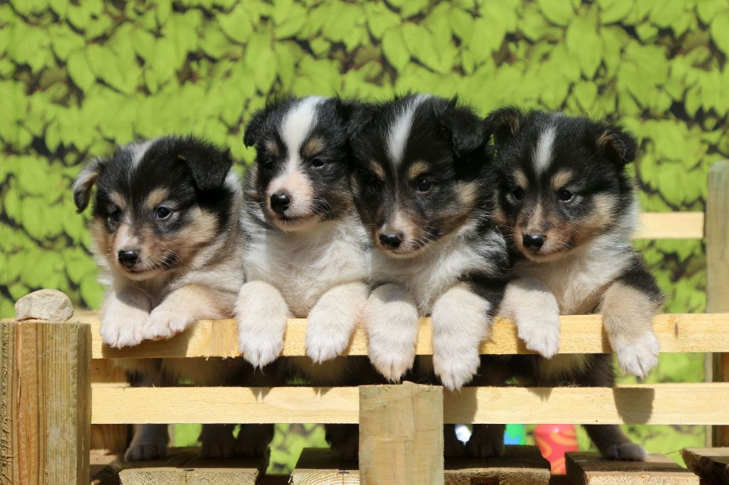 chiot Shetland Sheepdog De La Tribu d'Hanayaawa