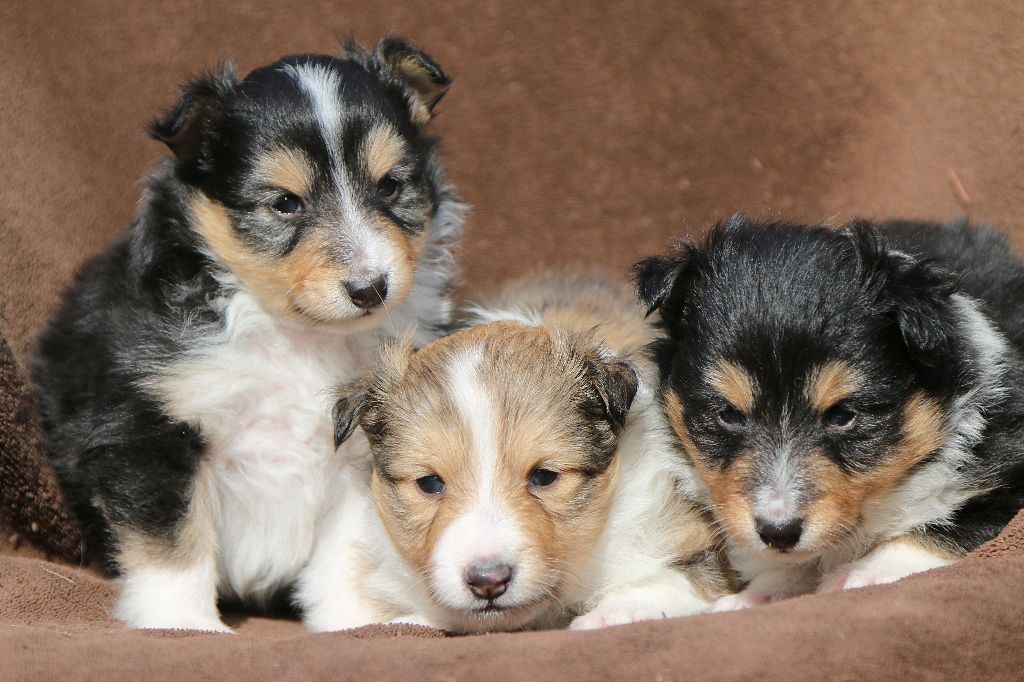 De La Tribu d'Hanayaawa - Shetland Sheepdog - Portée née le 29/01/2017