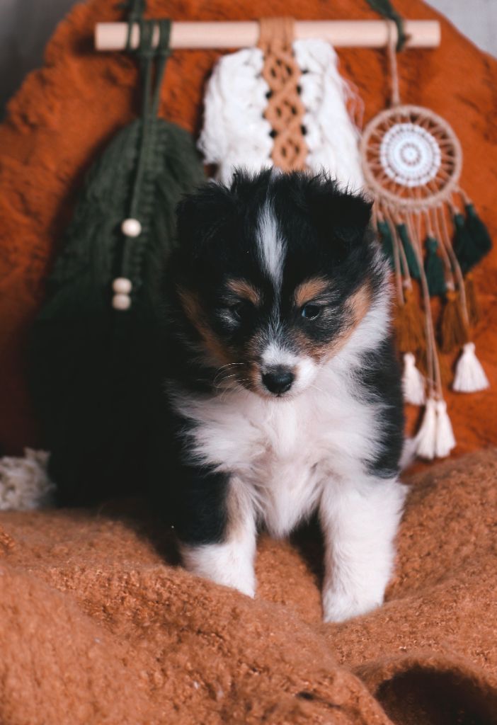 De La Tribu d'Hanayaawa - Chiot disponible  - Shetland Sheepdog