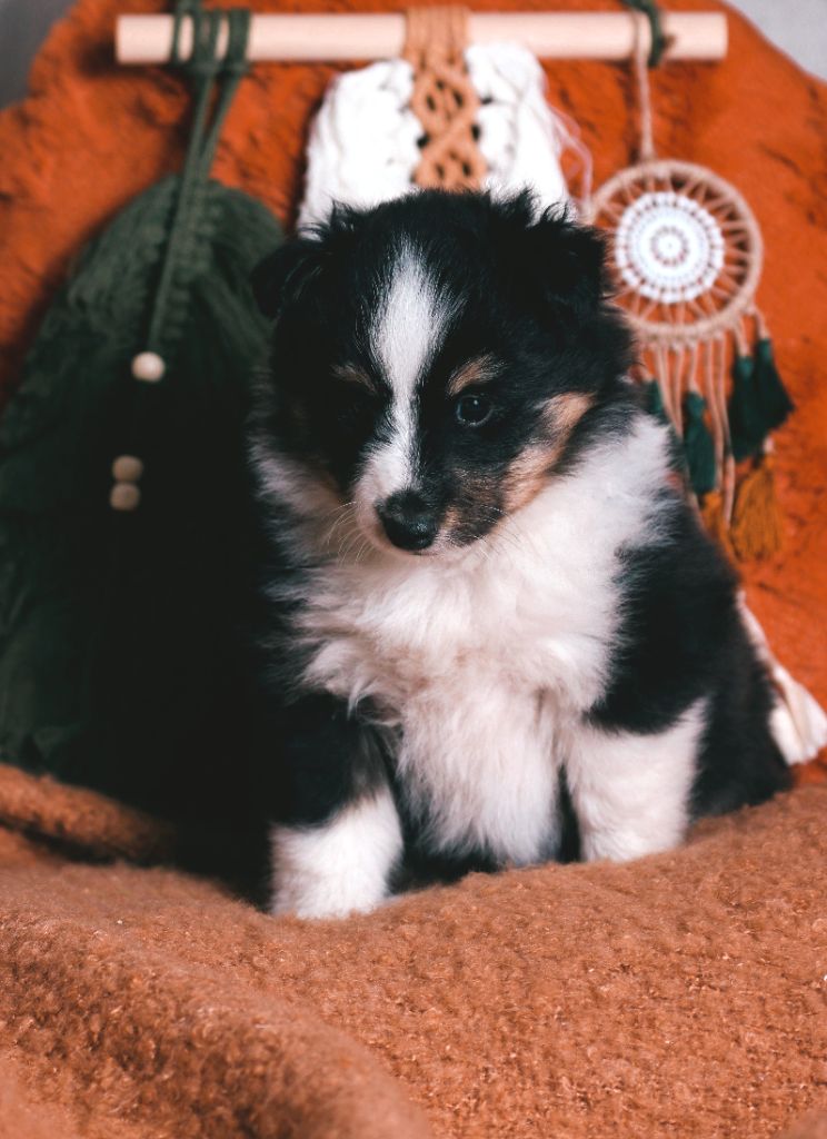 De La Tribu d'Hanayaawa - Chiot disponible  - Shetland Sheepdog