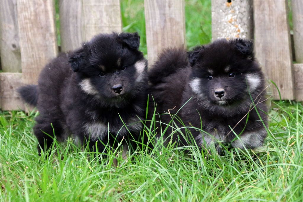 chiot Chien finnois de Laponie De La Tribu d'Hanayaawa