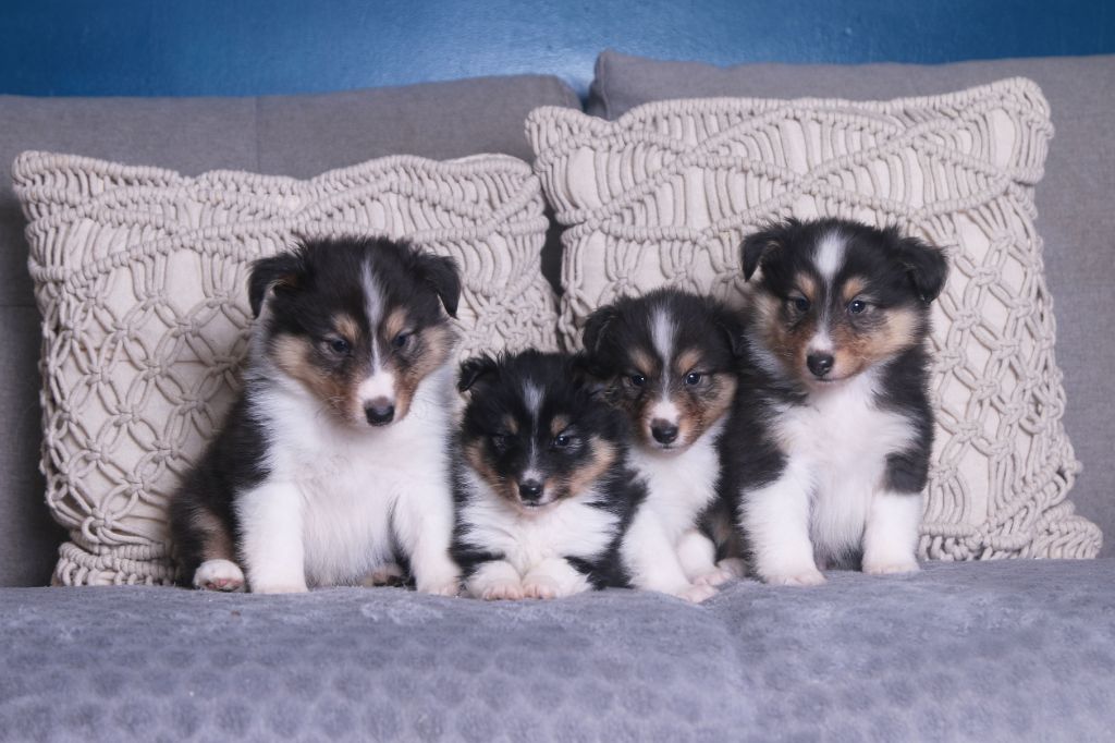 chiot Shetland Sheepdog De La Tribu d'Hanayaawa