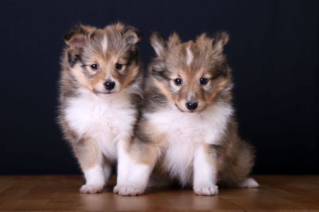 chiot Shetland Sheepdog De La Tribu d'Hanayaawa