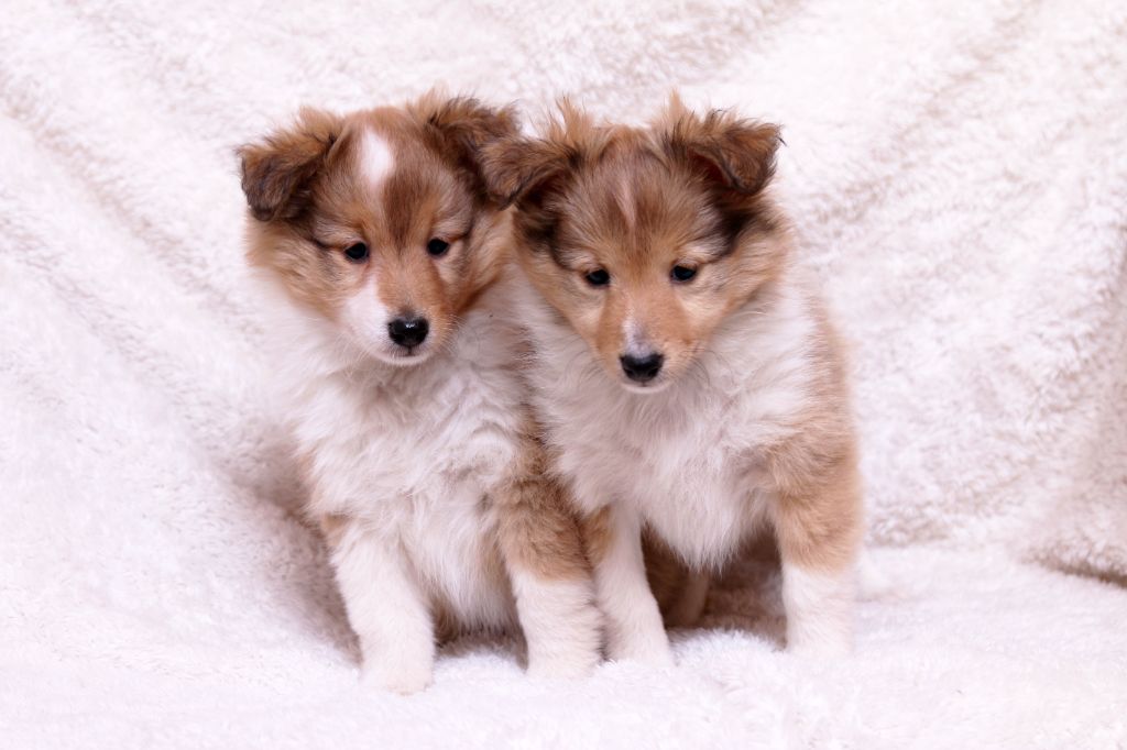 chiot Shetland Sheepdog De La Tribu d'Hanayaawa