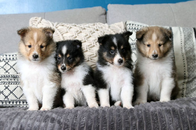 De La Tribu d'Hanayaawa - Shetland Sheepdog - Portée née le 08/04/2022