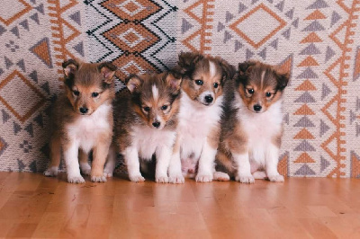 De La Tribu d'Hanayaawa - Shetland Sheepdog - Portée née le 04/04/2024