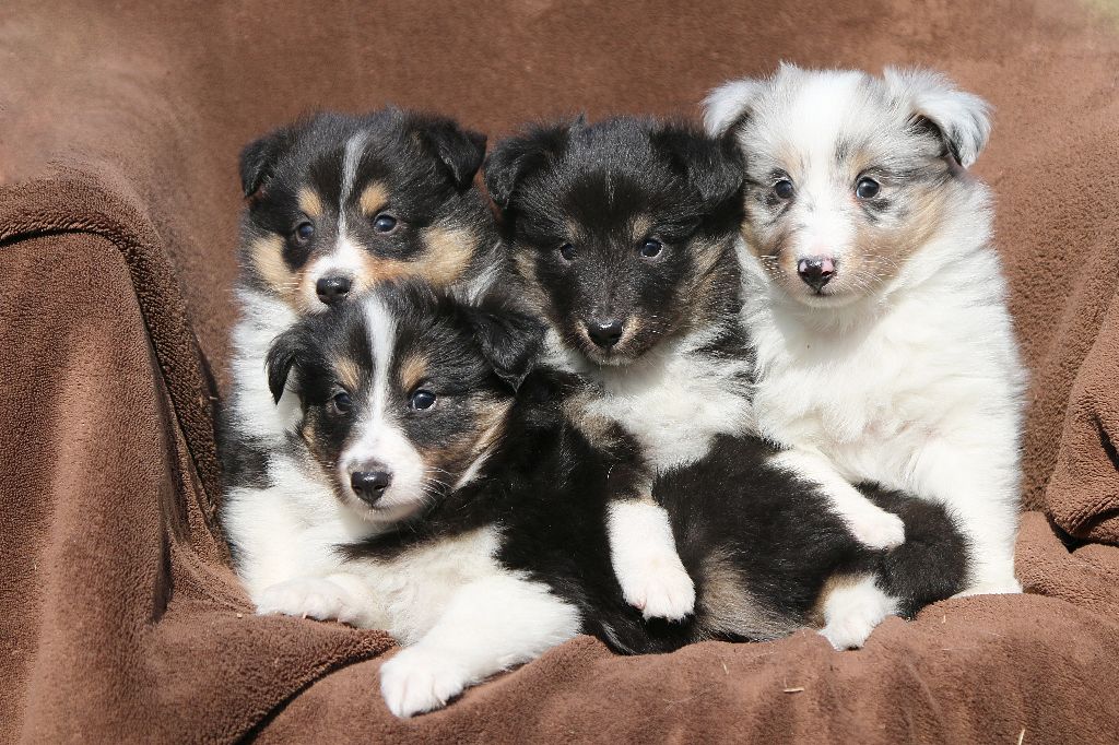 De La Tribu d'Hanayaawa - Shetland Sheepdog - Portée née le 18/01/2017