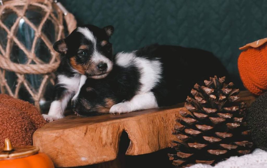 chiot Shetland Sheepdog De La Tribu d'Hanayaawa