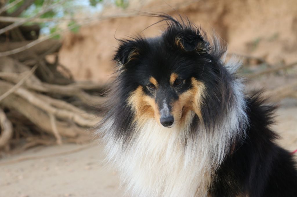 Native navajo De La Tribu d'Hanayaawa