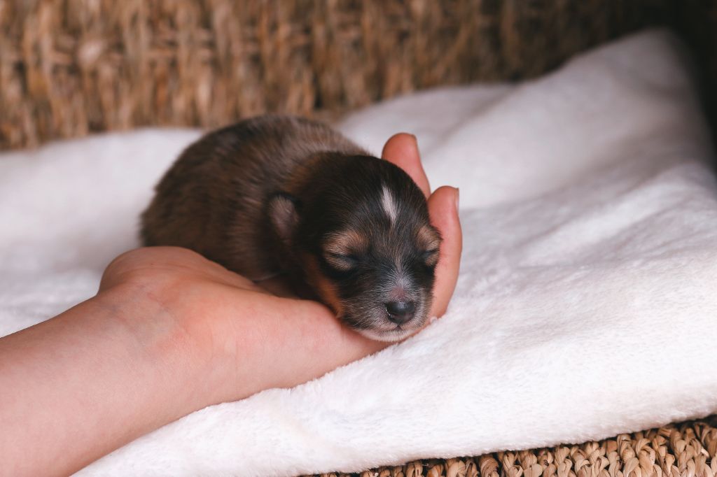De La Tribu d'Hanayaawa - Chiots disponibles - Shetland Sheepdog