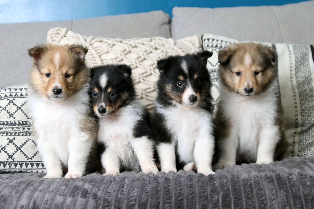 De La Tribu d'Hanayaawa - Shetland Sheepdog - Portée née le 08/04/2022
