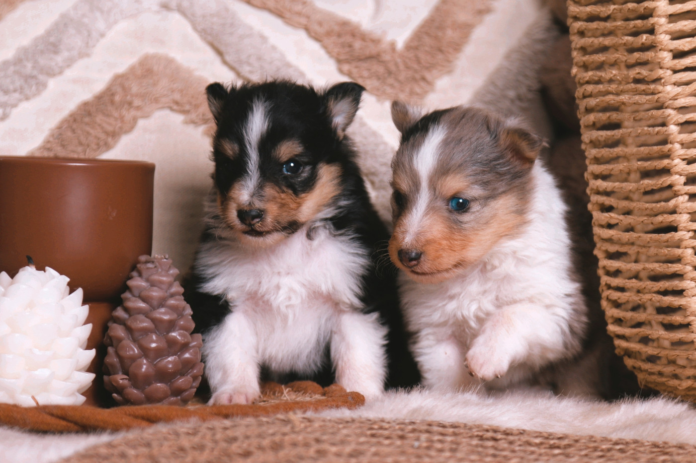 Chiot Shetland Sheepdog De La Tribu d'Hanayaawa
