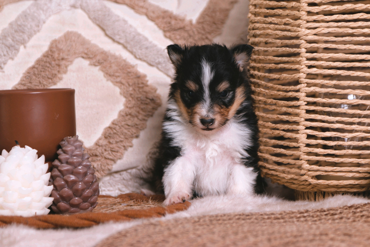 De La Tribu d'Hanayaawa - Chiots disponibles - Shetland Sheepdog