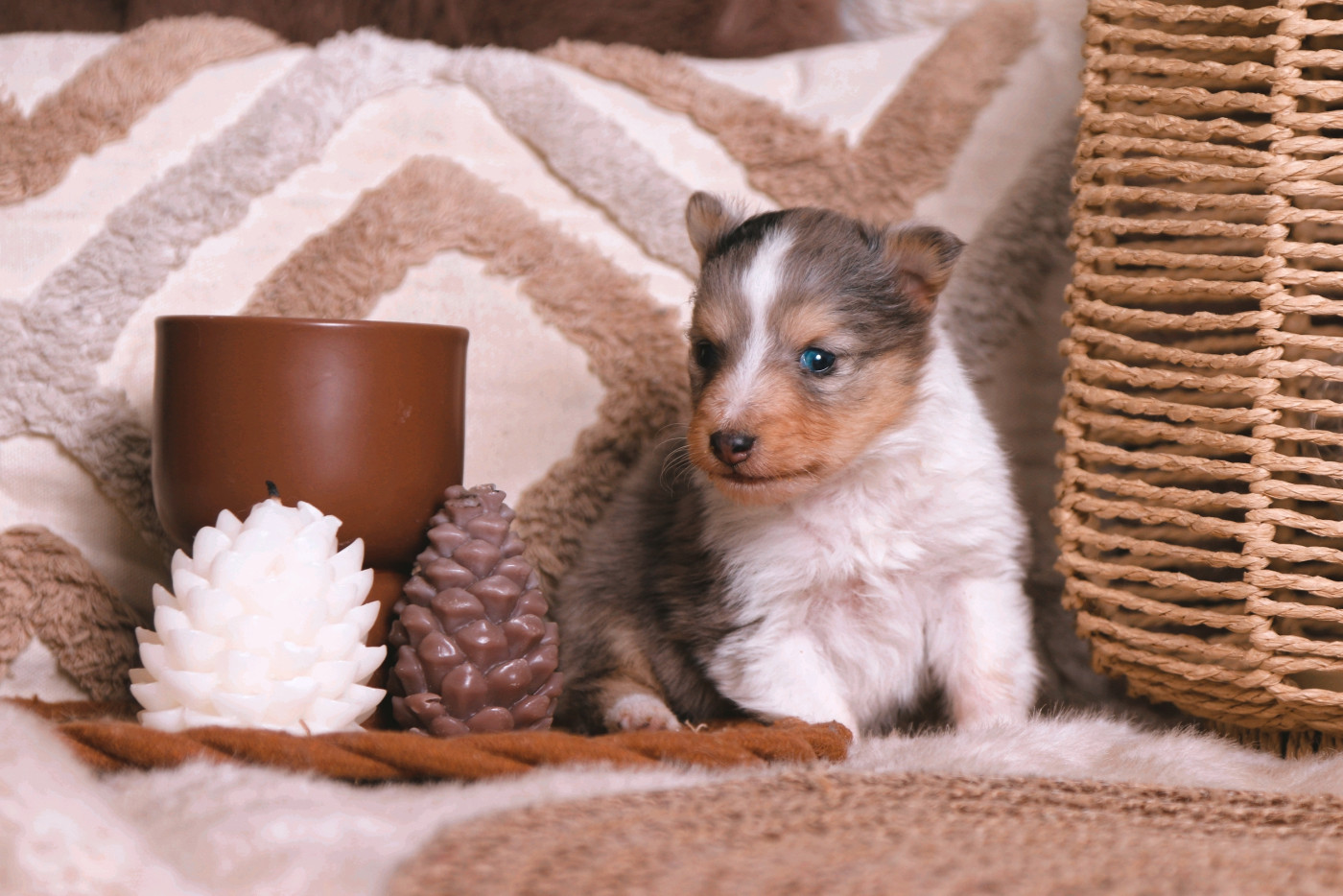 De La Tribu d'Hanayaawa - Chiots disponibles - Shetland Sheepdog