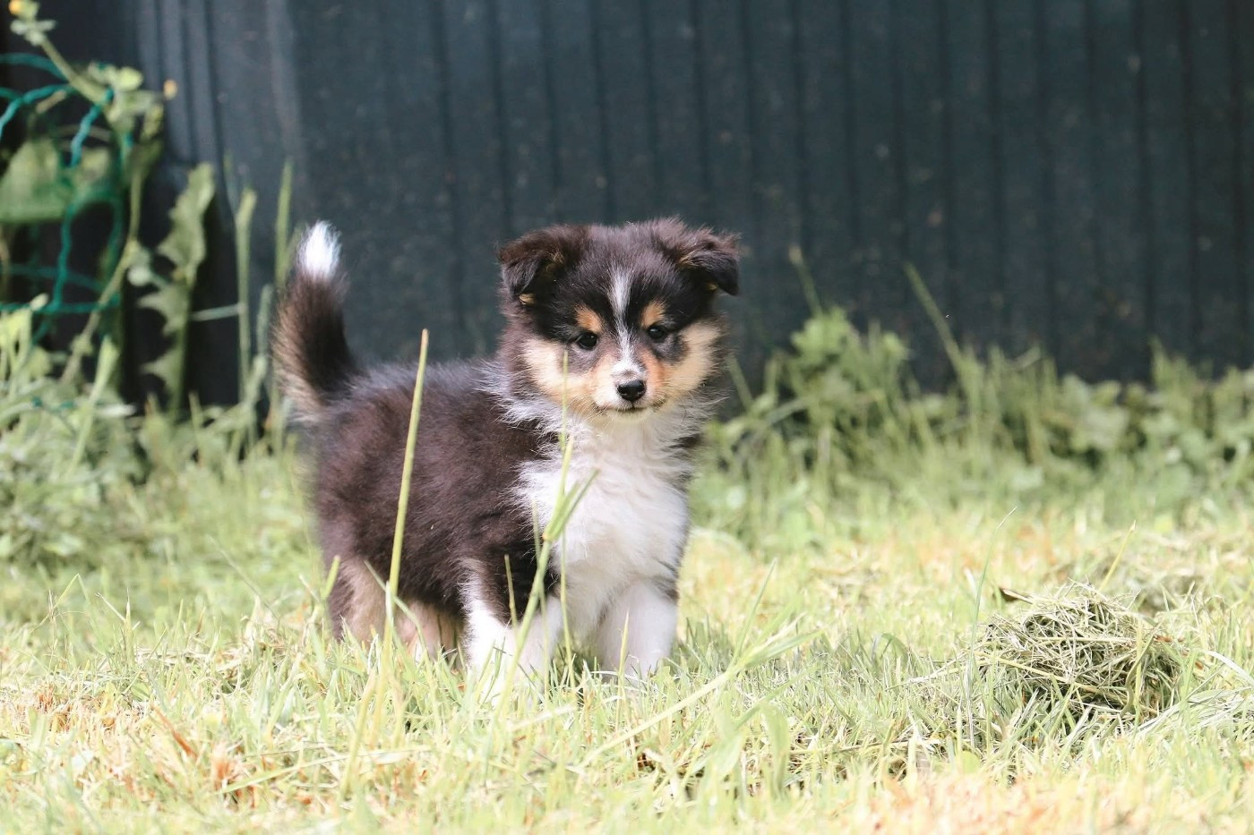 De La Tribu d'Hanayaawa - Chiots disponibles - Shetland Sheepdog