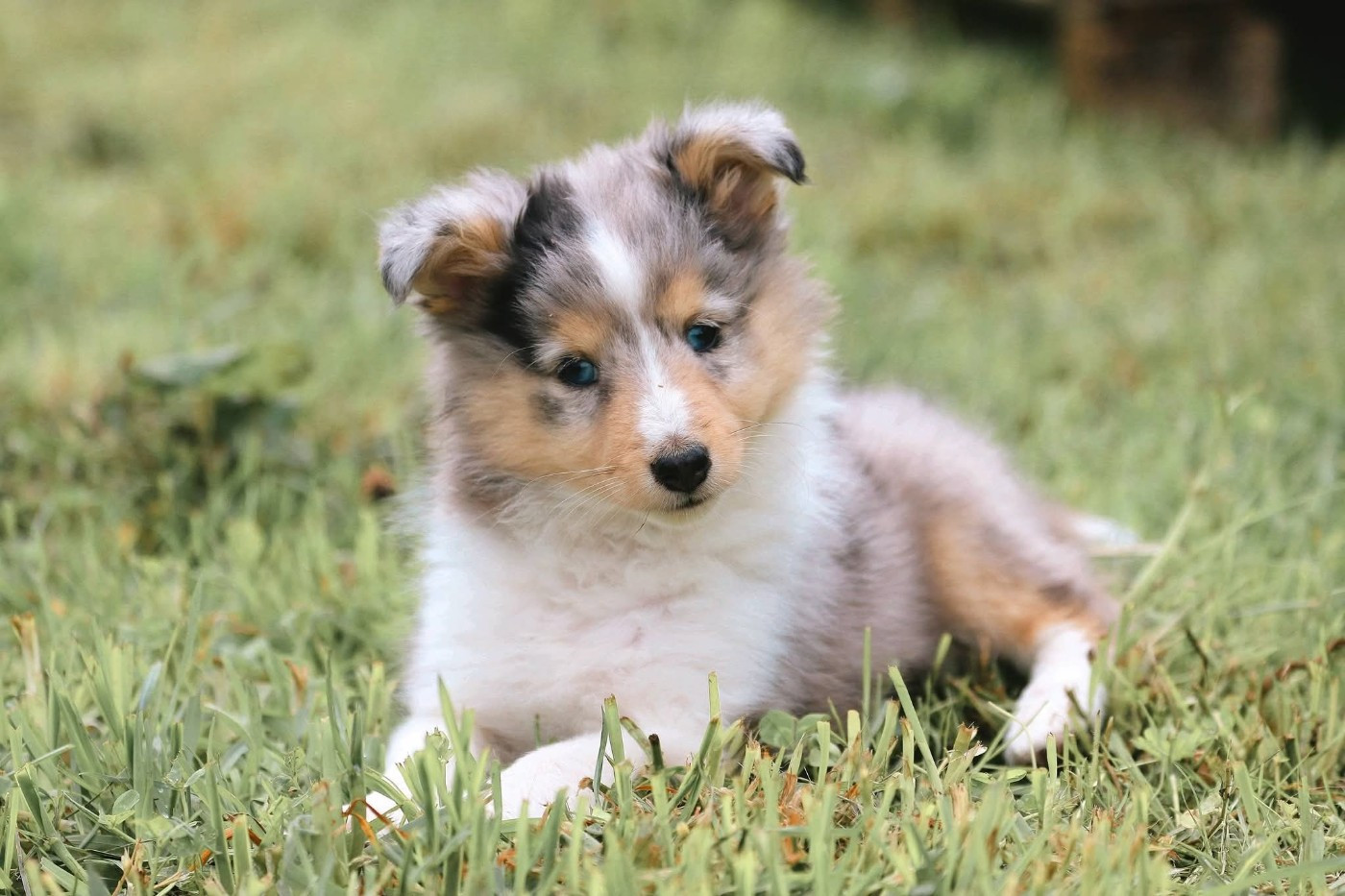 De La Tribu d'Hanayaawa - Chiots disponibles - Shetland Sheepdog