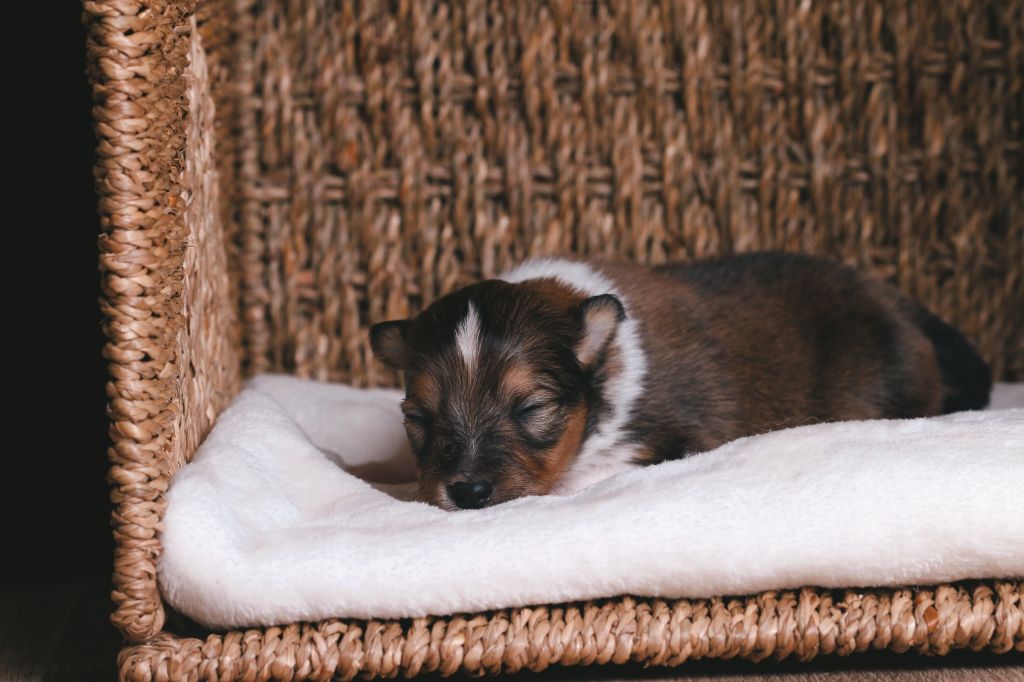 De La Tribu d'Hanayaawa - Chiots disponibles - Shetland Sheepdog