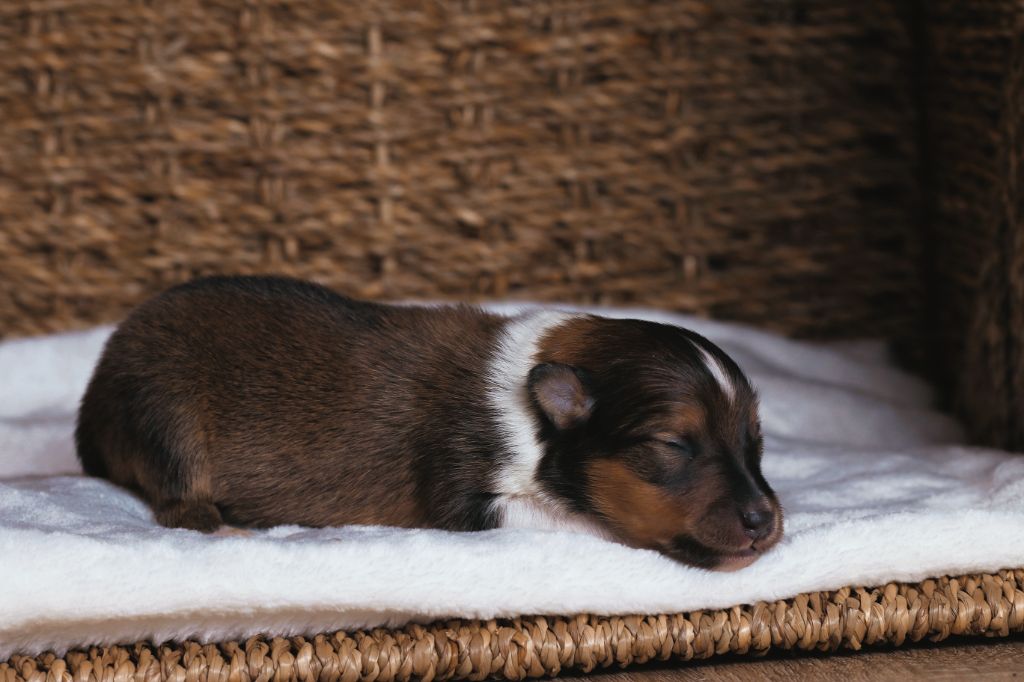 De La Tribu d'Hanayaawa - Chiots disponibles - Shetland Sheepdog