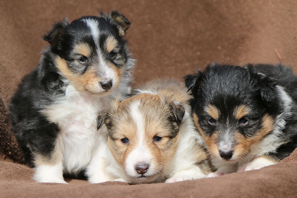 De La Tribu d'Hanayaawa - Shetland Sheepdog - Portée née le 29/01/2017
