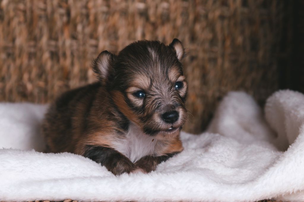 De La Tribu d'Hanayaawa - Chiots disponibles - Shetland Sheepdog