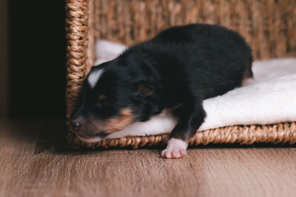De La Tribu d'Hanayaawa - Chiots disponibles - Shetland Sheepdog