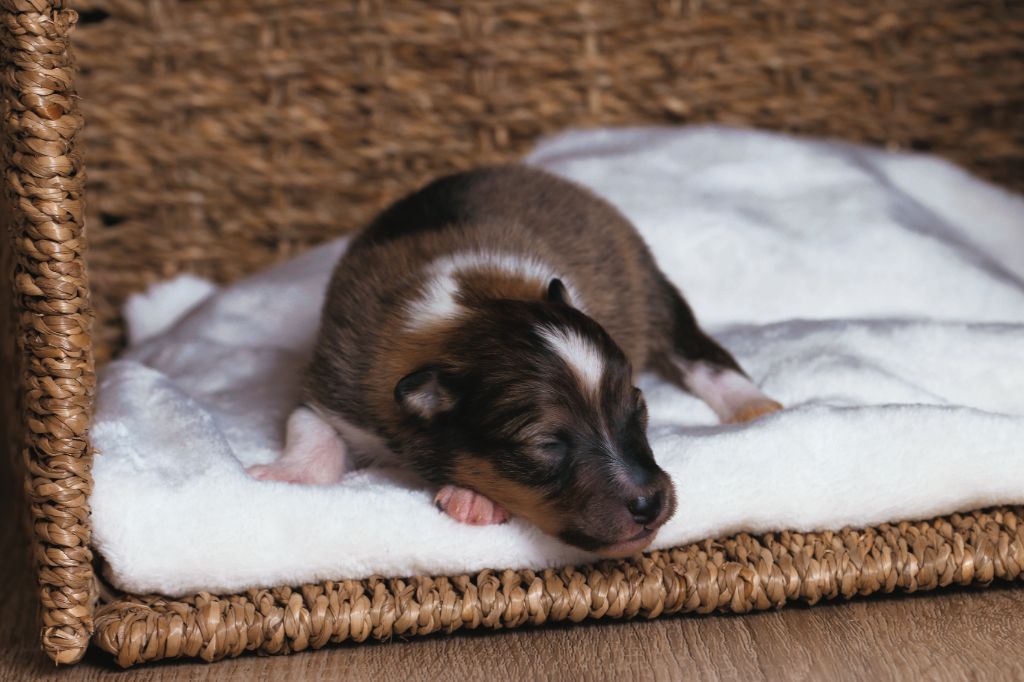 De La Tribu d'Hanayaawa - Chiots disponibles - Shetland Sheepdog