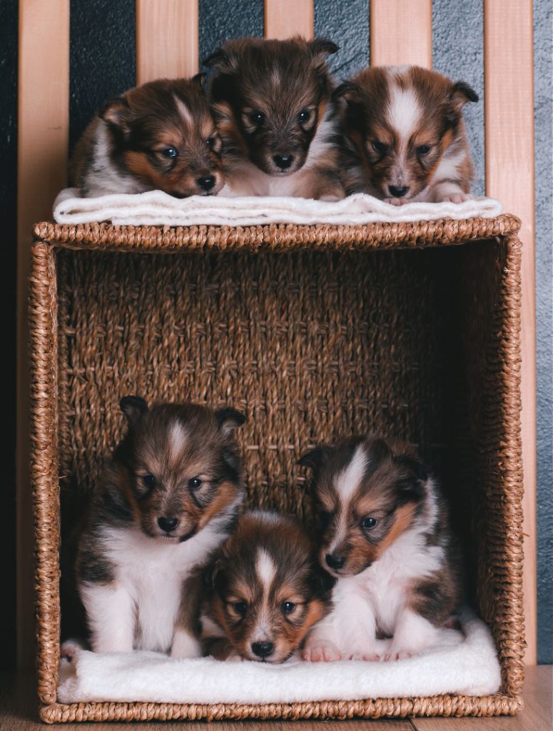 De La Tribu d'Hanayaawa - Shetland Sheepdog - Portée née le 02/05/2025