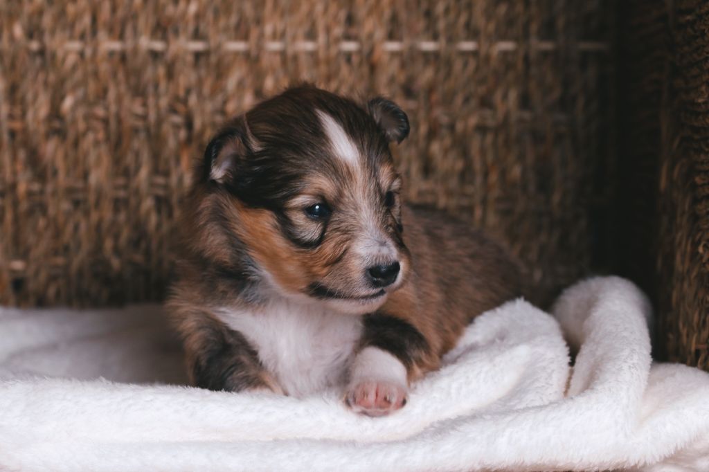 De La Tribu d'Hanayaawa - Chiots disponibles - Shetland Sheepdog