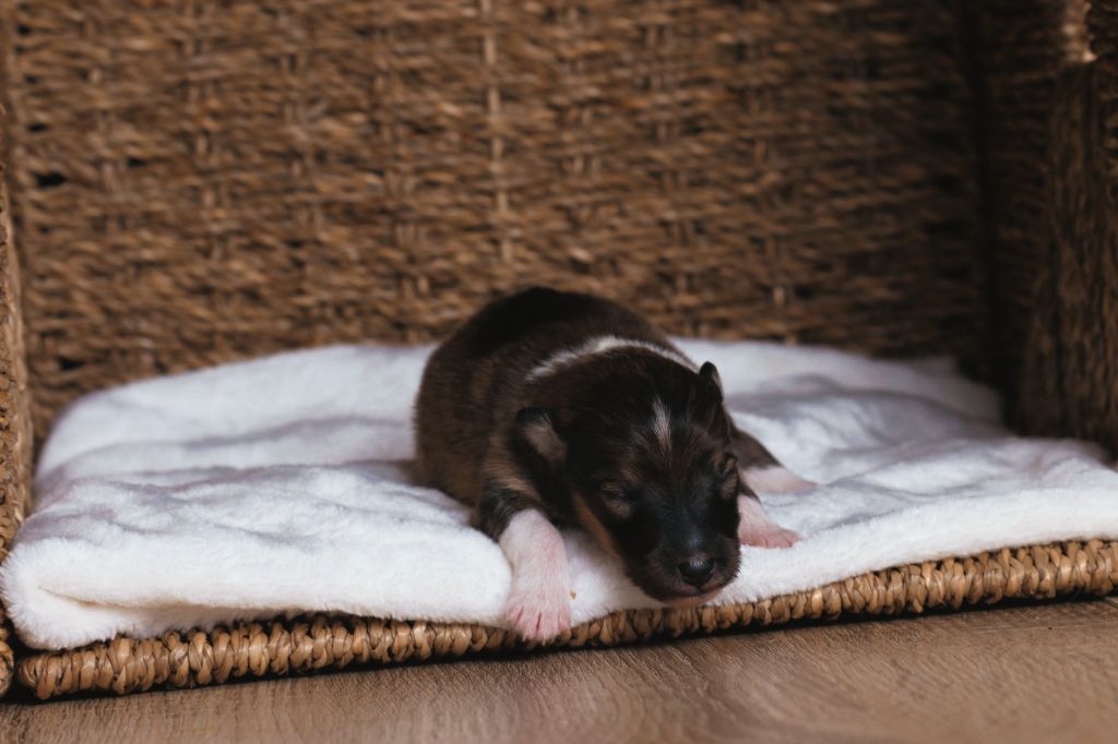 De La Tribu d'Hanayaawa - Chiots disponibles - Shetland Sheepdog