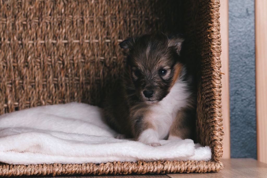 De La Tribu d'Hanayaawa - Chiots disponibles - Shetland Sheepdog