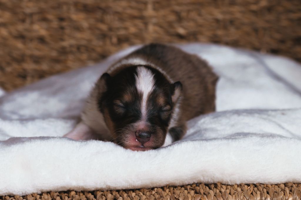 De La Tribu d'Hanayaawa - Chiots disponibles - Shetland Sheepdog