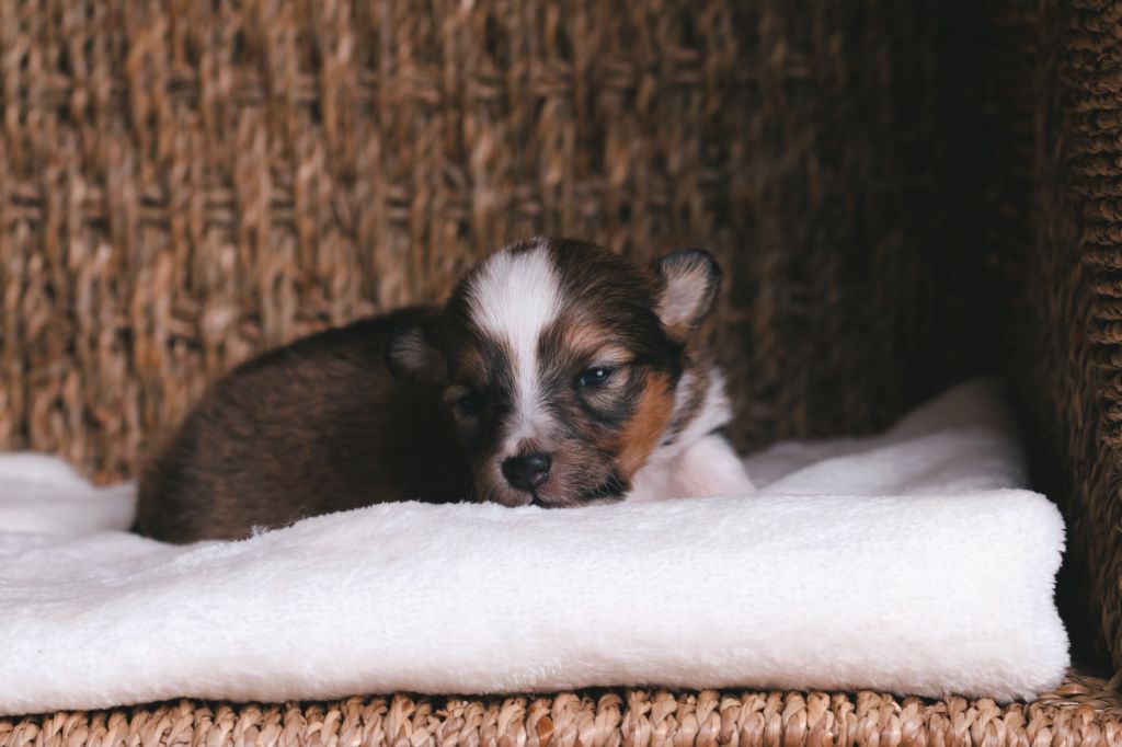 De La Tribu d'Hanayaawa - Chiots disponibles - Shetland Sheepdog