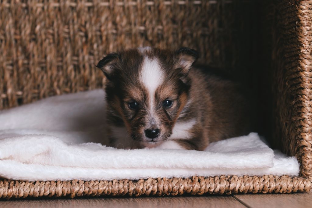 De La Tribu d'Hanayaawa - Chiots disponibles - Shetland Sheepdog