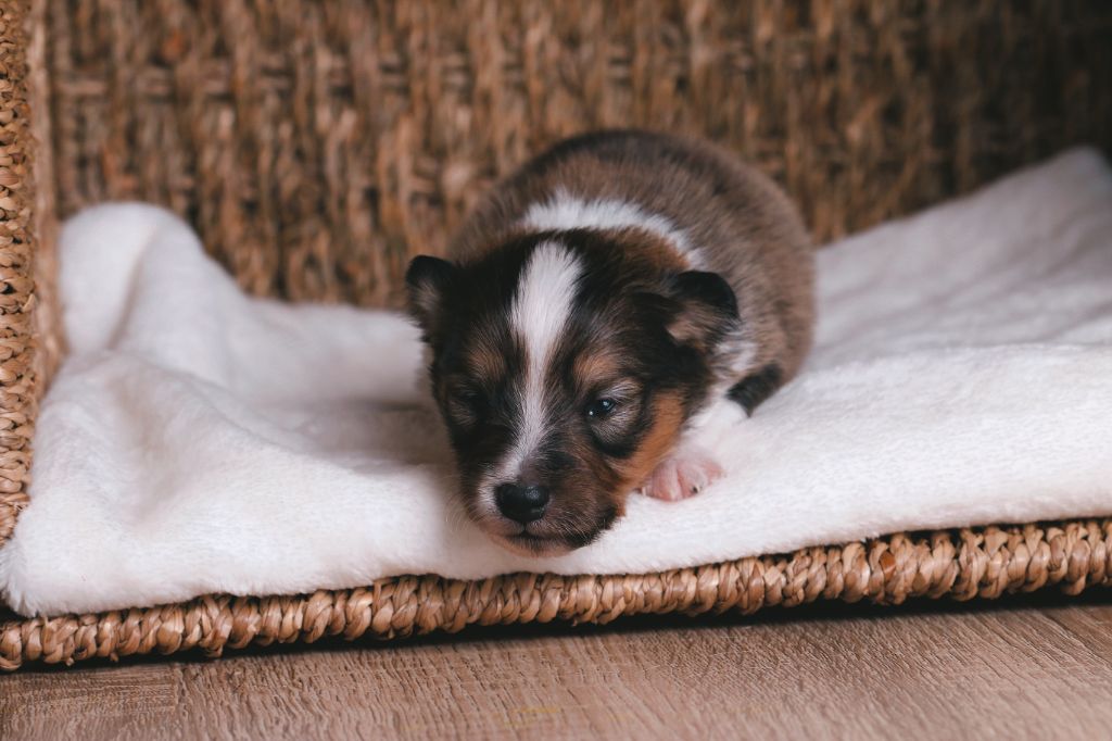 De La Tribu d'Hanayaawa - Chiots disponibles - Shetland Sheepdog