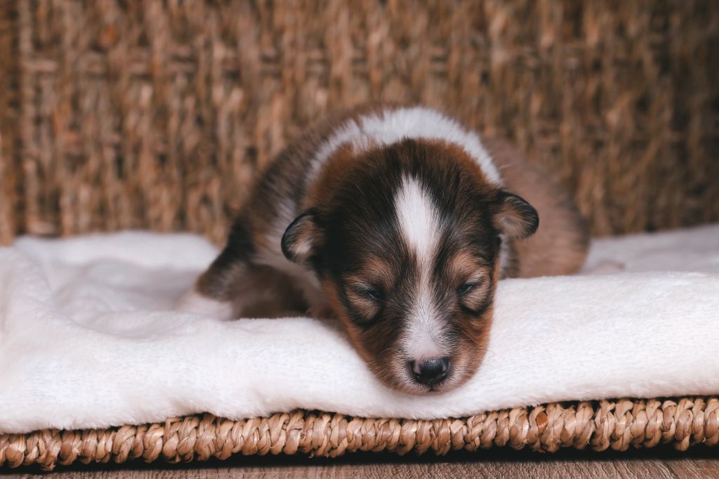De La Tribu d'Hanayaawa - Chiots disponibles - Shetland Sheepdog
