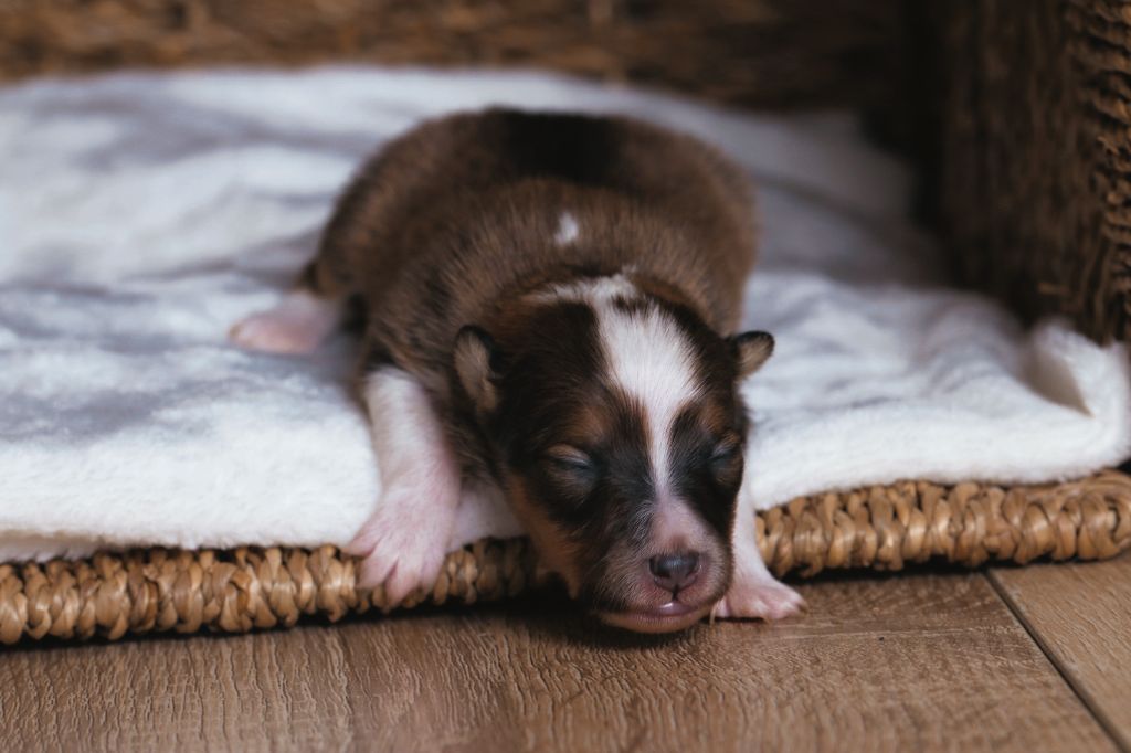 De La Tribu d'Hanayaawa - Chiots disponibles - Shetland Sheepdog