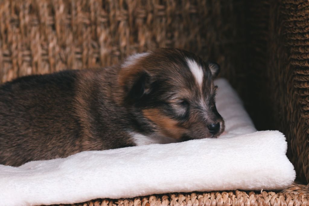 De La Tribu d'Hanayaawa - Chiots disponibles - Shetland Sheepdog