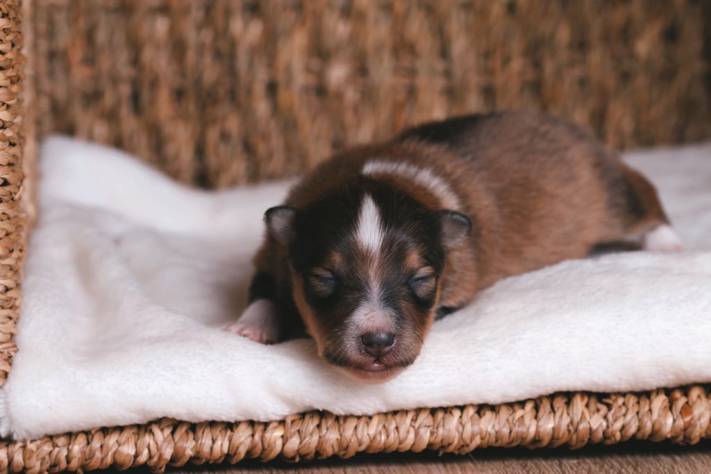 De La Tribu d'Hanayaawa - Chiots disponibles - Shetland Sheepdog
