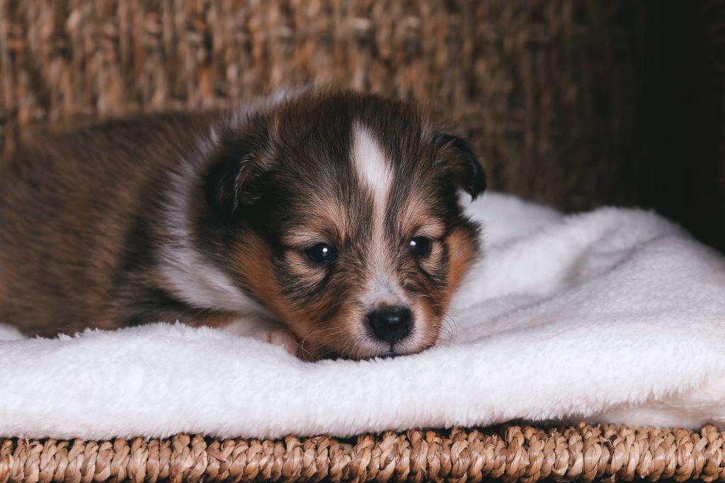 De La Tribu d'Hanayaawa - Chiots disponibles - Shetland Sheepdog