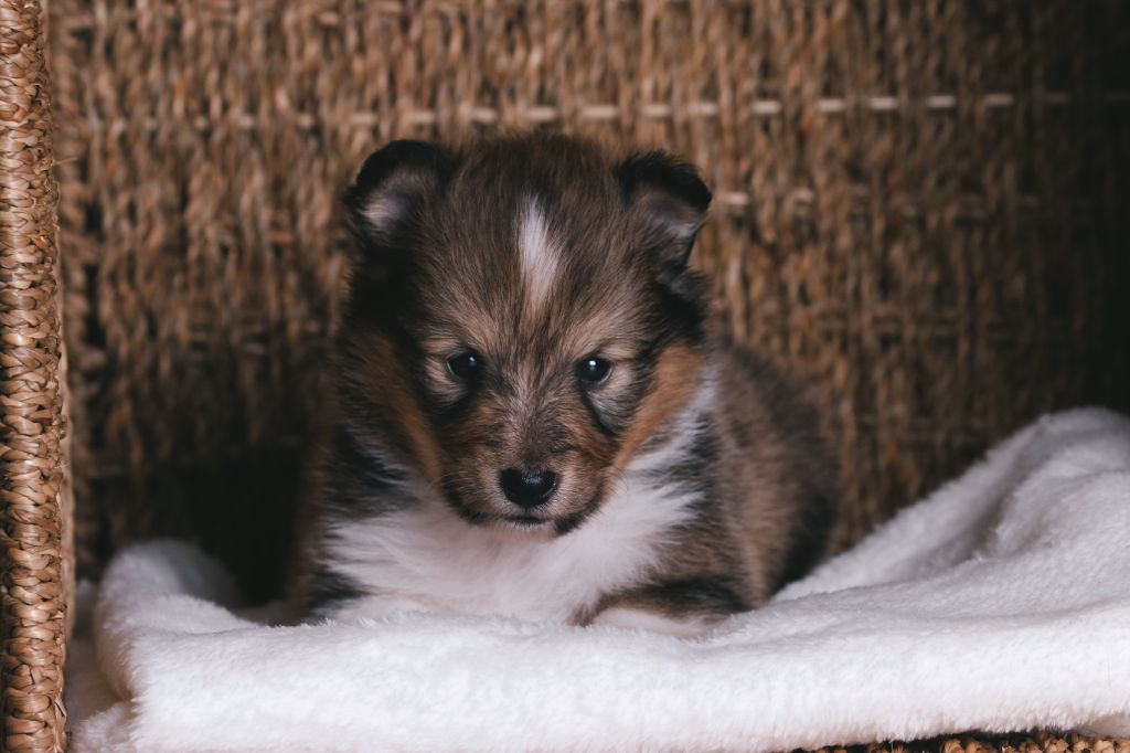 De La Tribu d'Hanayaawa - Chiots disponibles - Shetland Sheepdog