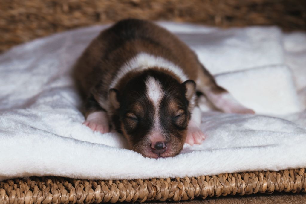 De La Tribu d'Hanayaawa - Chiots disponibles - Shetland Sheepdog