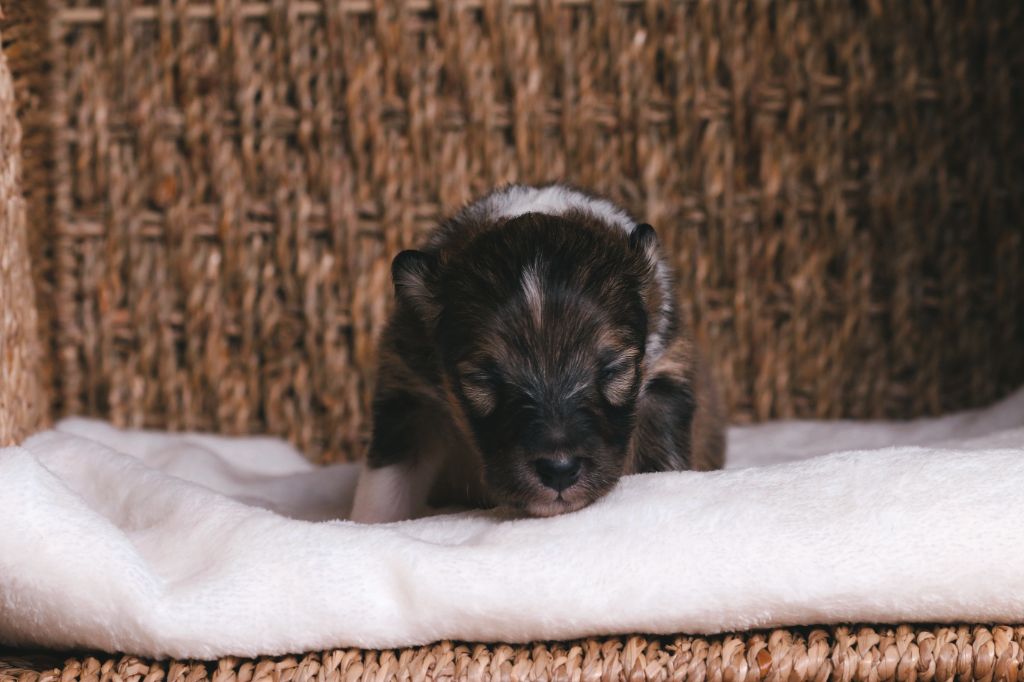 De La Tribu d'Hanayaawa - Chiots disponibles - Shetland Sheepdog