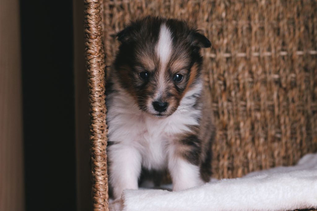 De La Tribu d'Hanayaawa - Chiots disponibles - Shetland Sheepdog
